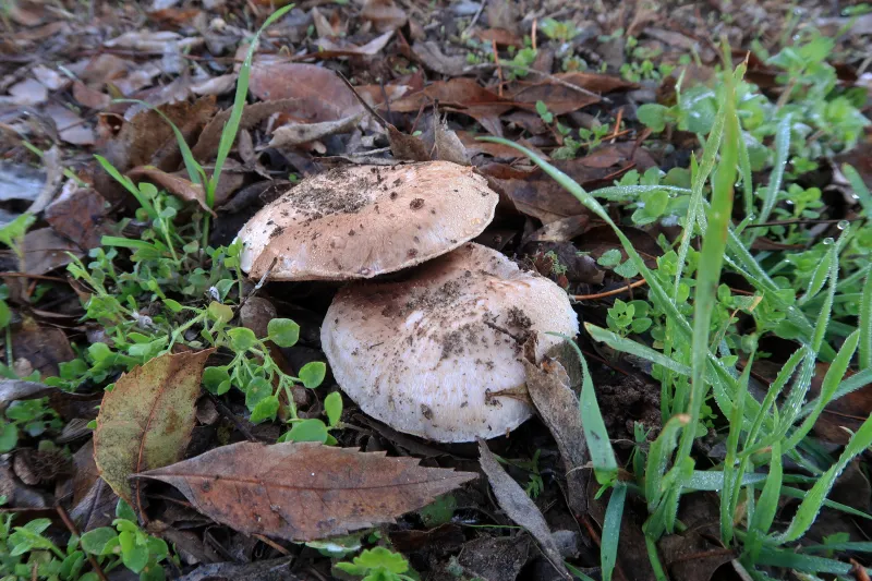 Agaricus bisporus 1 - IMG_5175